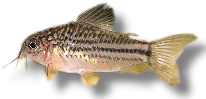 Corydoras nanus