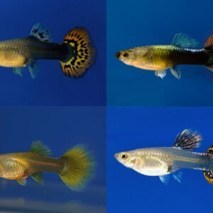 Guppi mix
