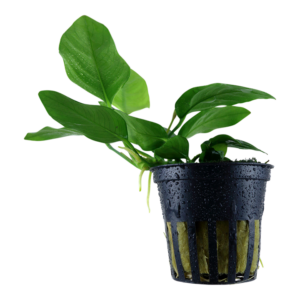 anubias barteri var. nana