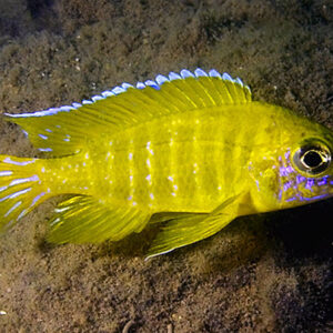 gul påfugle cichlide aulonocara sp. stuartgranti maleri, maleri is.