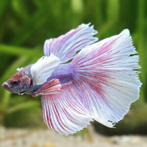 betta spl. male superdelta big ears mix