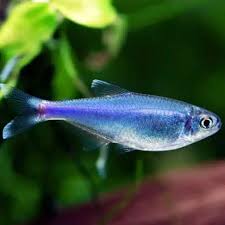 blå peru tetra (cochu's blue tetra)