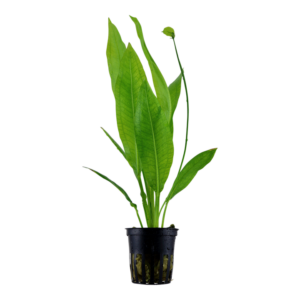 echinodorus grisebachii 'bleherae'