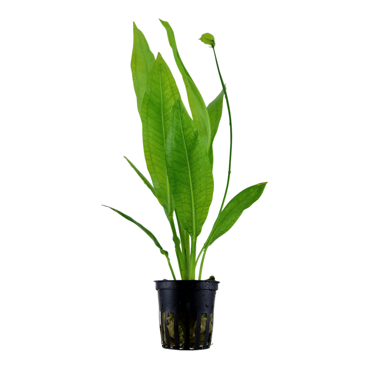 echinodorus grisebachii 'bleherae'