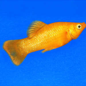 gold molly (poecilia sphenops)