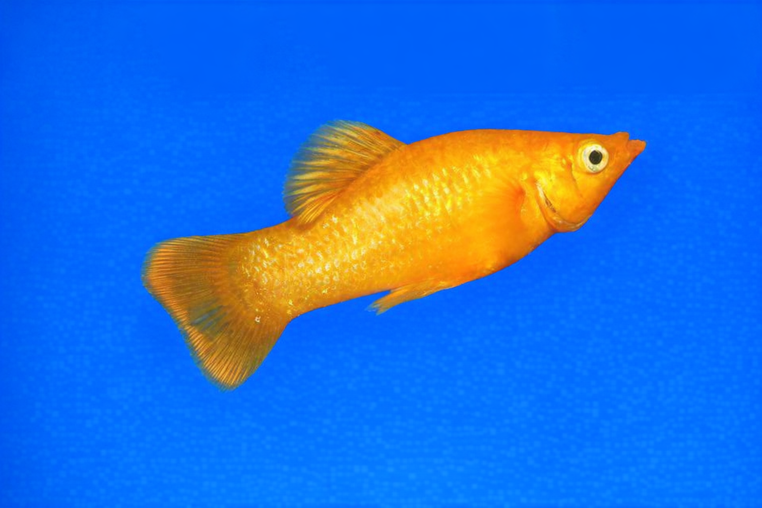 gold molly (poecilia sphenops)