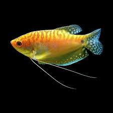 guld gurami “trichogaster trichopterus”