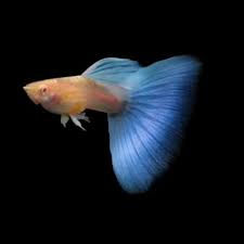 guppy full red albino