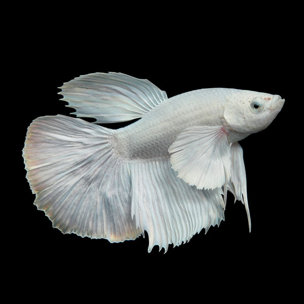 white veiltail betta – hvid kampfisk (betta splendens)