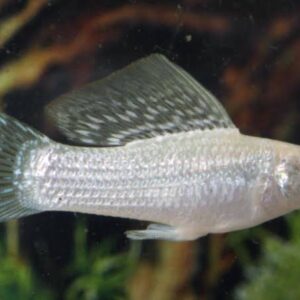 yucatán sejlfinnemolly (poecilia velifera)