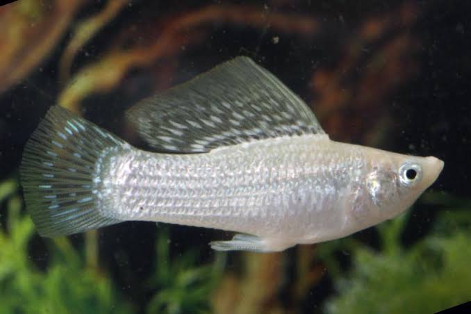 yucatán sejlfinnemolly (poecilia velifera)