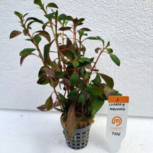 ludwigia / peruensis