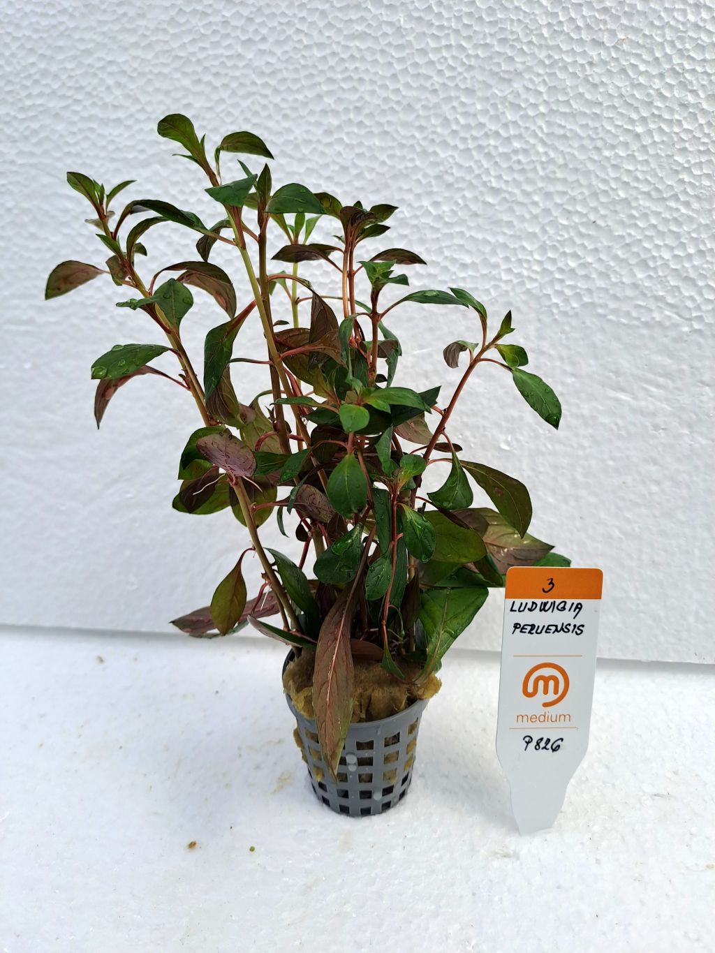 ludwigia / peruensis