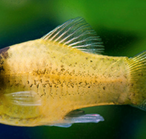 bumblebee platy (xiphophorus maculatus)