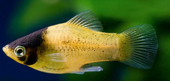 bumblebee platy (xiphophorus maculatus)