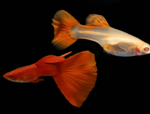 guppy full red albino