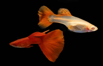 guppy full red albino