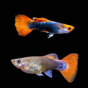 guppy red tuxedo koi /red nose/