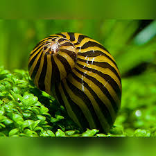 snegl zebra, neritina paralella
