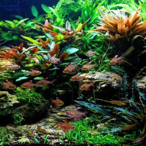 Planter og tilbehør