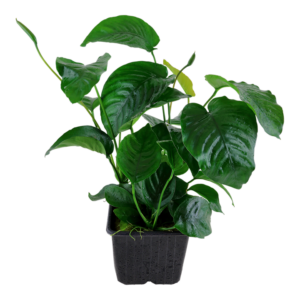 anubias barteri var. barteri