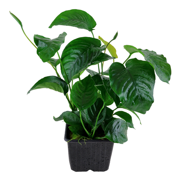 anubias barteri var. barteri