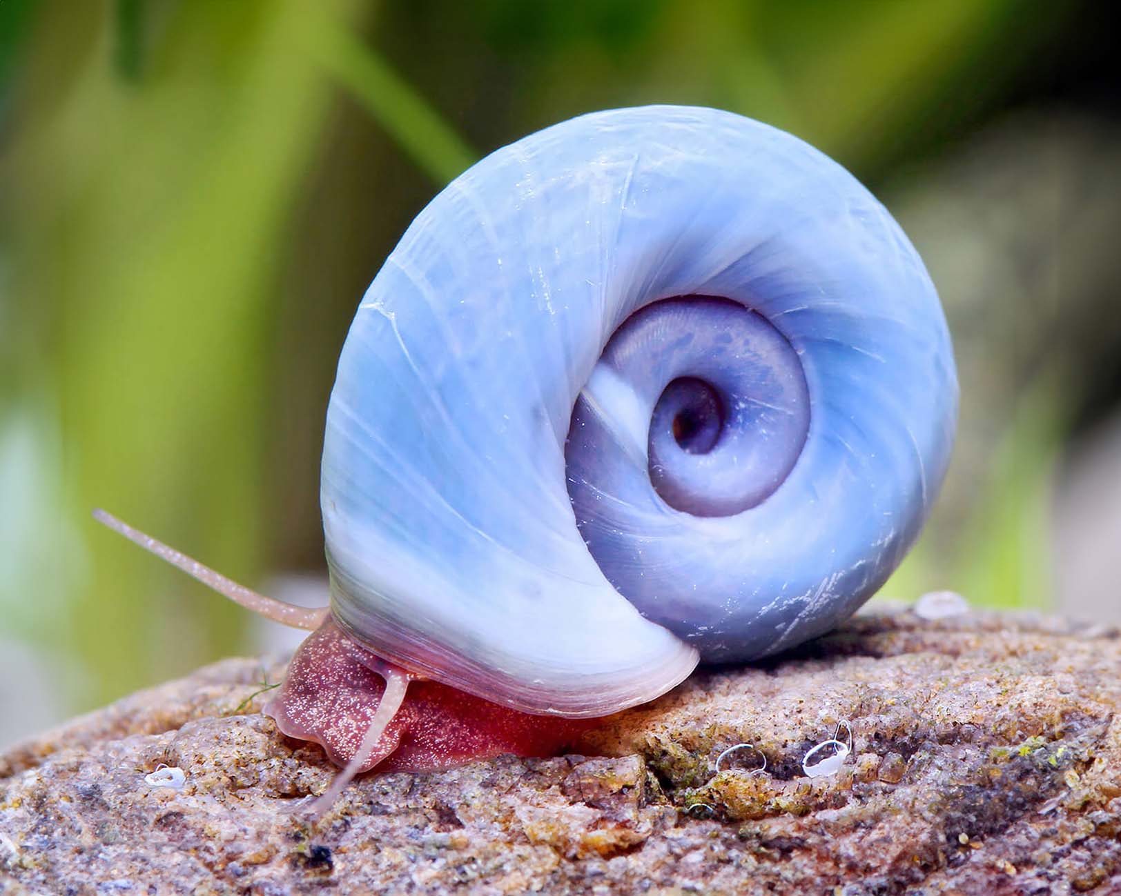 posthornsnegl blå/planorbella duryi blue