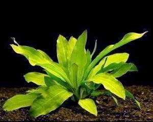 echinodorus major
