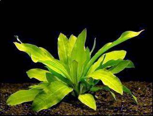 echinodorus major