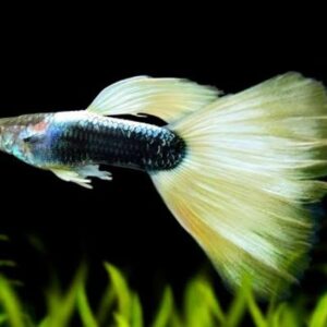guppy yellow tuxedo