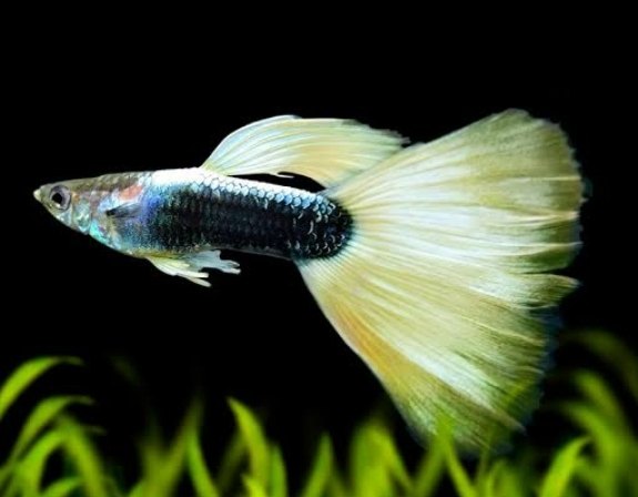 guppy yellow tuxedo