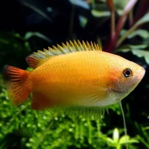 honninggurami (trichogaster chuna)