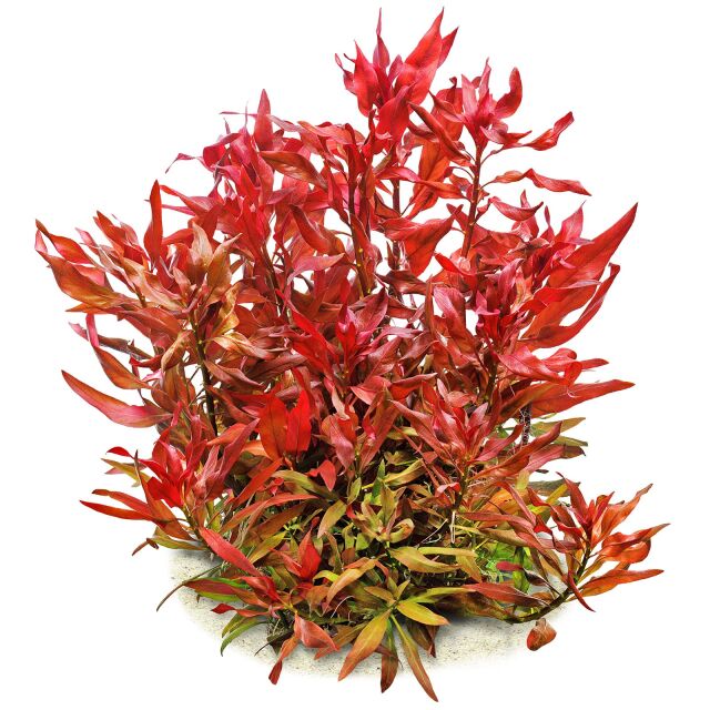 ludwigia / peruensis