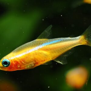 gul neon paracheirodon innesi (yellow black eye neonfisk)
