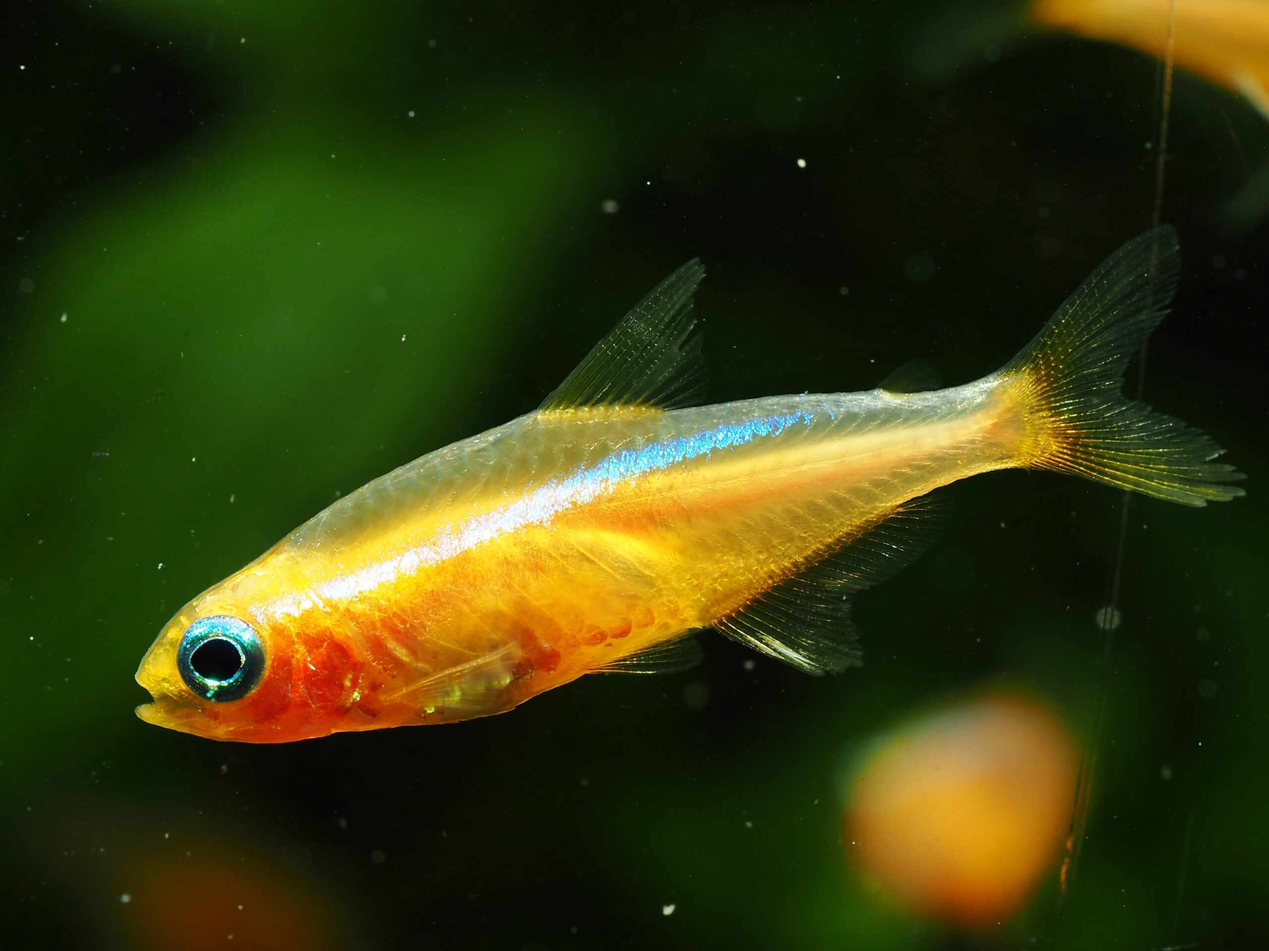 gul neon paracheirodon innesi (yellow black eye neonfisk)