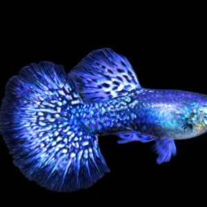 guppy platinum blue dragon poecilia reticulata