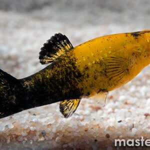 gold/black molly (poecilia sphenops)