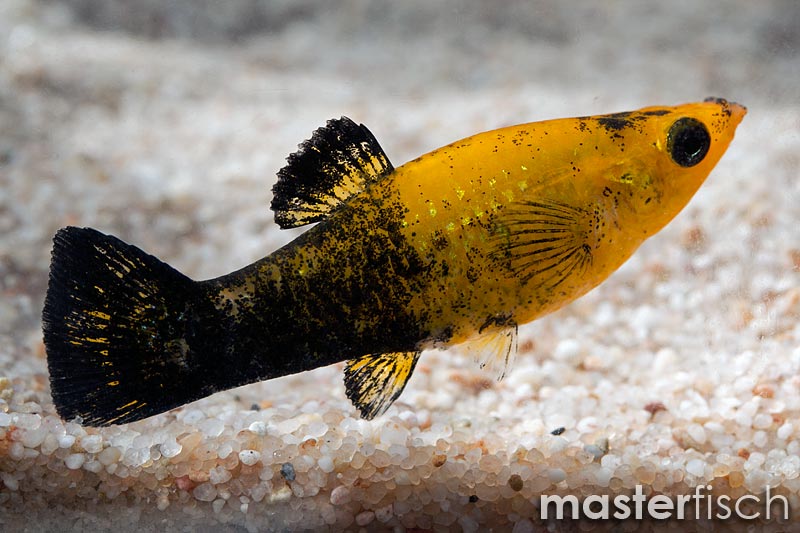 gold/black molly (poecilia sphenops)