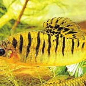 Limia / vittata wild