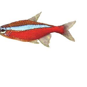 Rød neonfisk (Cheirodon/Paracheirodon axelrodi) CB