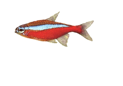 Rød neonfisk (Cheirodon/Paracheirodon axelrodi) CB
