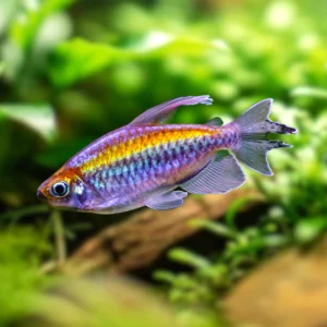 Congo-tetra