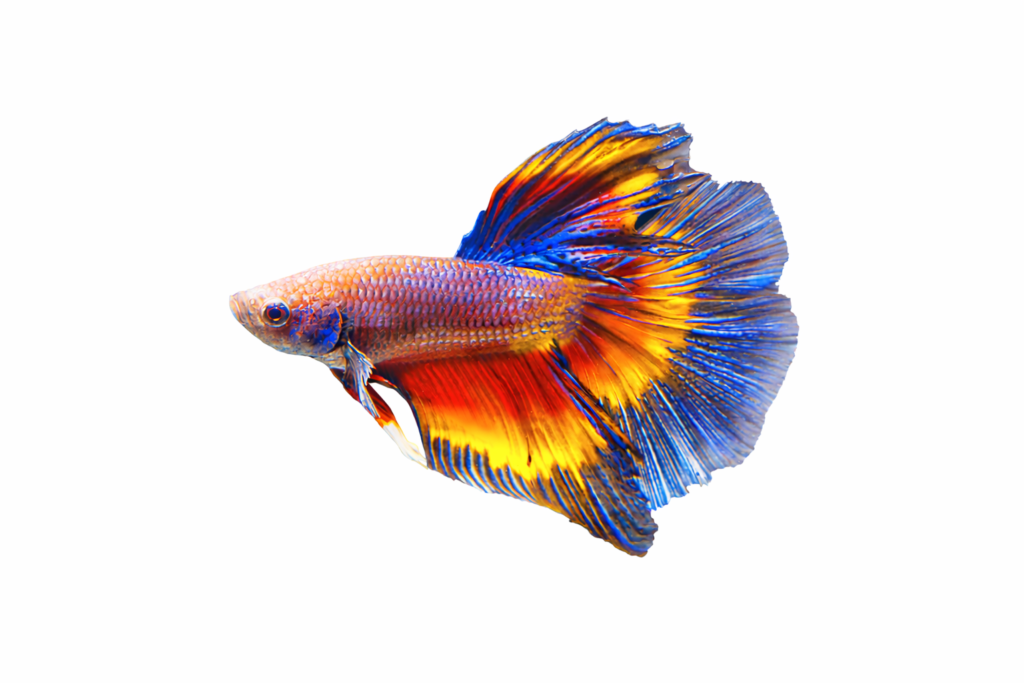 Farvet Betta