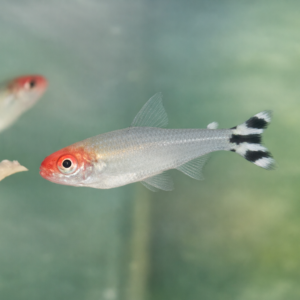 Hemigrammus rhodostomus. Rødnæse
