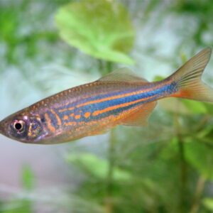 Kæmpe danio – Devario aequipinnatus