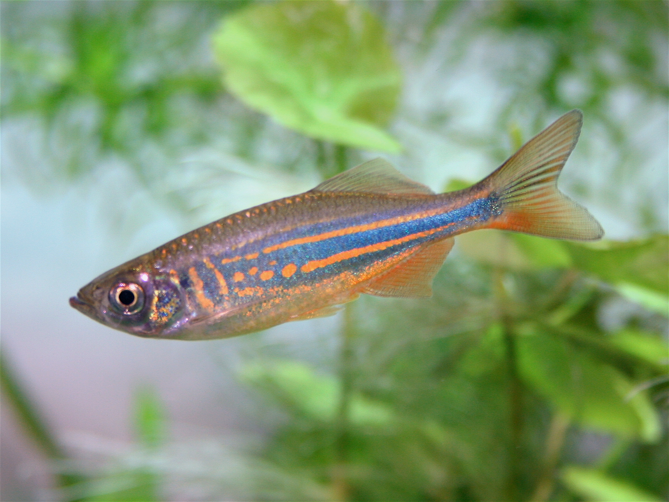 Kæmpe danio – Devario aequipinnatus
