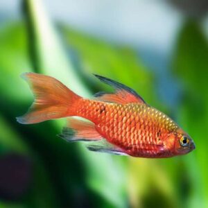 Pragtbarbe /Puntius/ conchonius