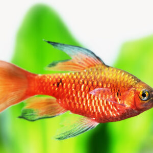 Pragtbarbe longfin /Puntius/ conchonius
