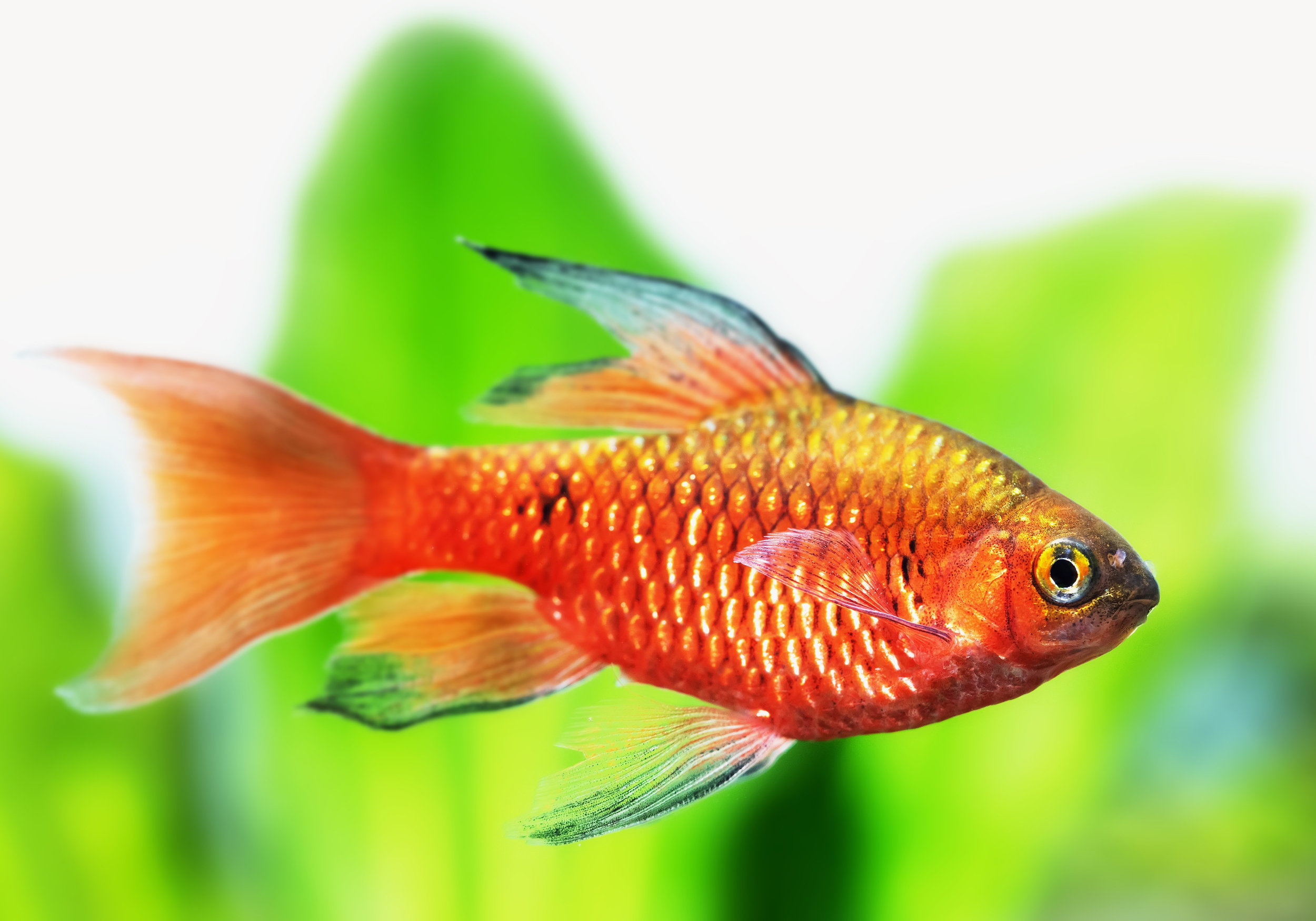 Pragtbarbe longfin /Puntius/ conchonius