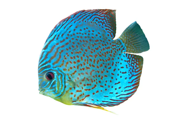 Blå discus